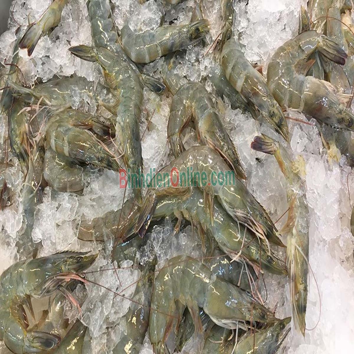 Tôm thẻ tươi sống loại nhỏ
